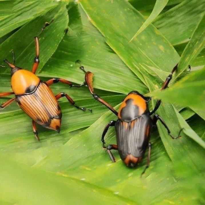 Искусственно выращенные бамбуковые черви, кокосовые черви, бамбуковые черви, насекомые, живые черви, только что вылупившиеся кокончики, живые черви доставляются домой.