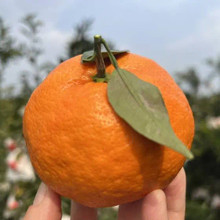 ������Ҋ���١��Fժ�F�l�ǐ��·ǳ��ٷǰҰҸ�8�����rˮ����