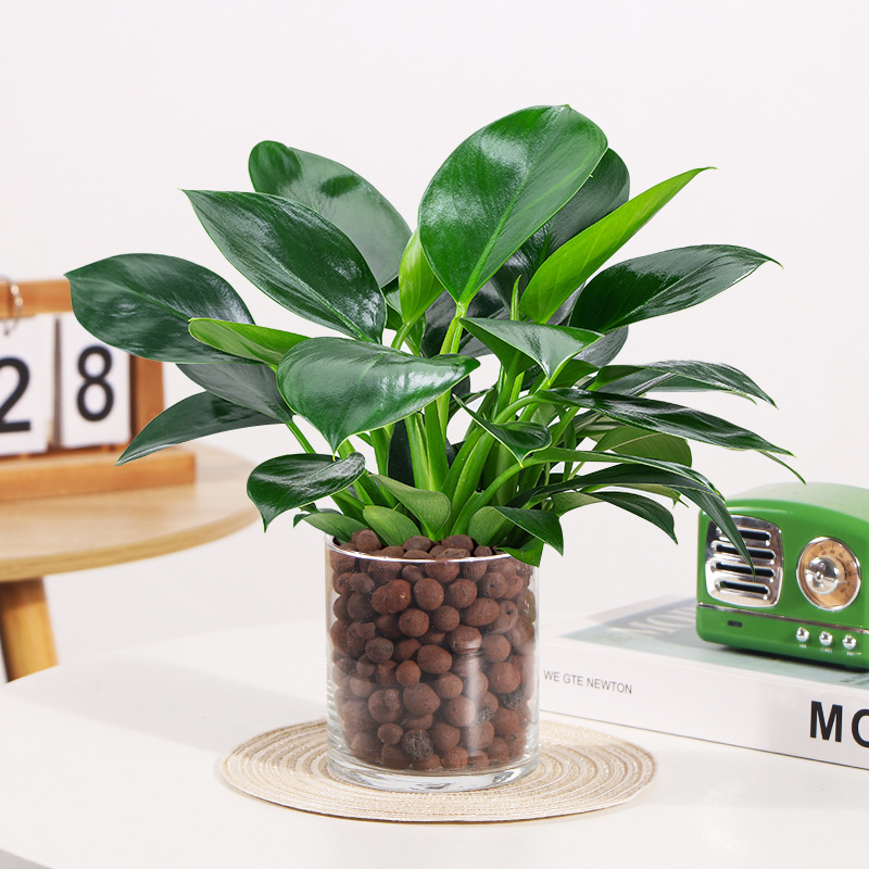 골드 다이아몬드 높이 25cm [원통형 유리 세면대] + 영양액 + 세람사이트