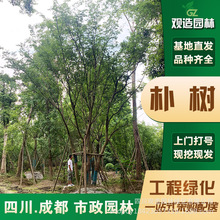 丛生朴树四川景观园林工程绿化熟货拼栽精品造型乔木苗木单杆朴树