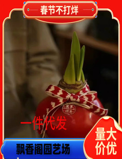 [Blooming All Year Round] Imported Double-Flowered Large Bulbs of Amaryllis Are Fragrant and Easy to Feed Indoor and Outdoor Potted Florals Live Broadcast