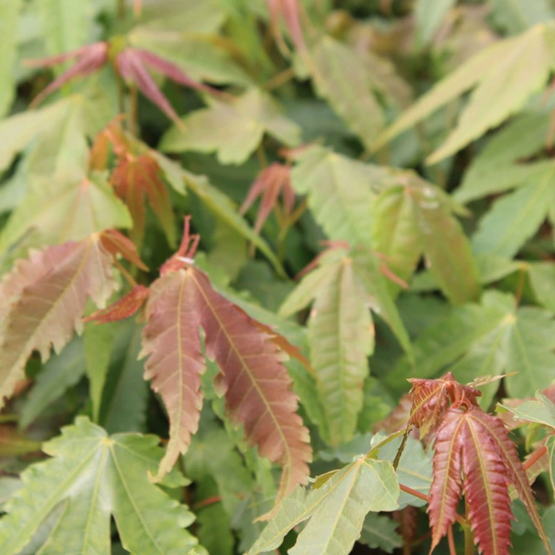Оптовая компания оптом зеленые семена клена зеленый клен цена семян лиственных мелких семян рассады деревьев большое количество скидка