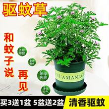 驱蚊草盆栽绿植物花卉室内外庭院防蚊虫香草苗四季桌摆香叶天竺葵