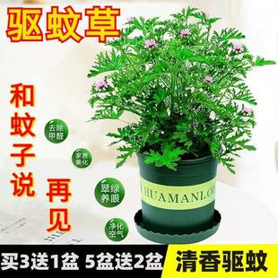 ��ò����ԾGֲ�ﻨ���҃���ͥԺ�����x������ļ����[���~���ÿ�