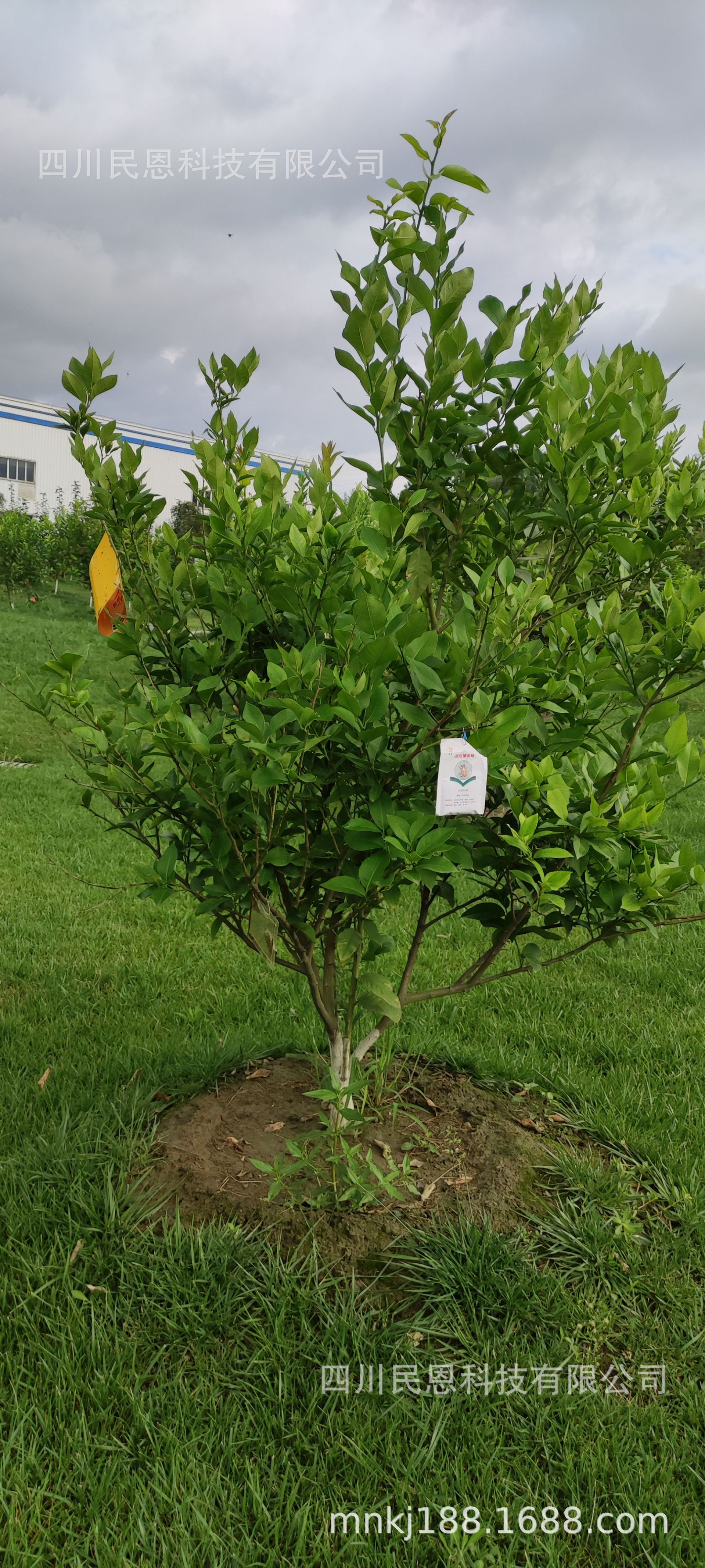 mmexport1626523385350