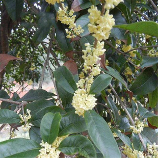 The Base Has a Large Supply of Osmanthus Seedlings, Four-Season Osmanthus Seedlings Wholesale, Cold-Resistant Varieties, Four-Season Flowering Osmanthus Seedlings