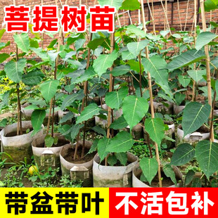 Bodhi Tree Potted Sapling Peace Tree Authentic Zen Sakyamuni Banyan Tree Bonsai Easy to Maintain All Year Round Courtyard Southern Planting
