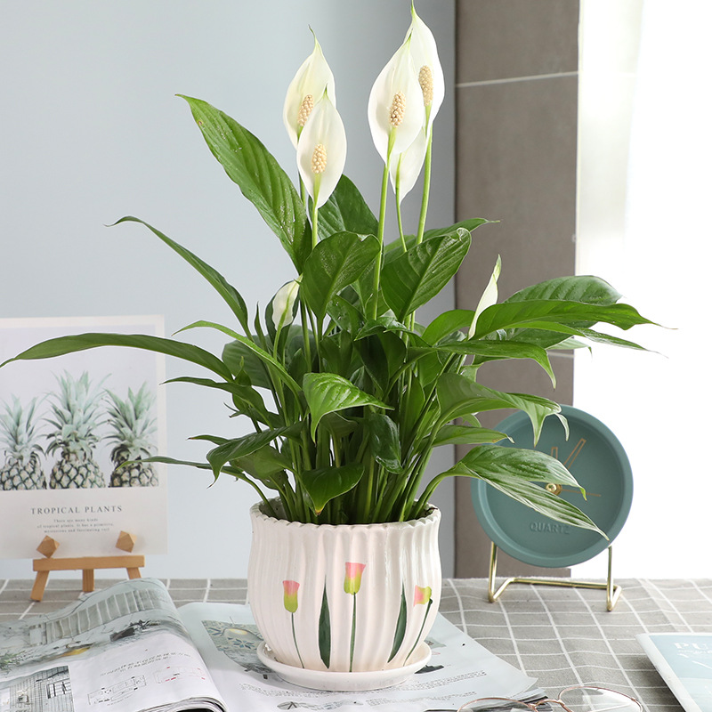 특급 부드러운 항해 흰색 팜 + 미세한 선 녹색 잎 세라믹 분지