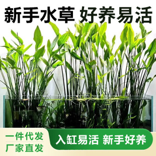 Argentine Crown Aquatic Plant Fish Tank Landscaping Argentine Aquatic Plant Emergent Plant Water Negative Freshwater Underwater Leaves