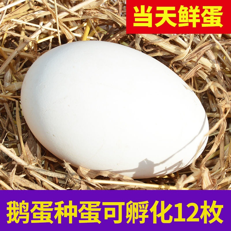 Edan Junior Seed egg be fertilized Incubation 65 Wulong fresh Four seasons goose Taizhou Three flowers