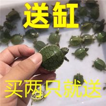 乌龟活物批发【配龟缸送小乌龟粮】巴西龟苗活体宠物龟观赏好养龟