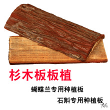 ʯNֲʯľҒ쾰mԻ|mrI