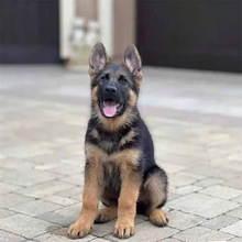 自家繁殖一窝纯种德牧犬狗活体幼犬黑背德国牧羊犬德牧犬大型狼狗