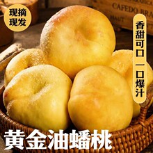 山东黄金油蟠桃应当季水果桃子蟠桃包邮产地直发油蟠桃一件代发