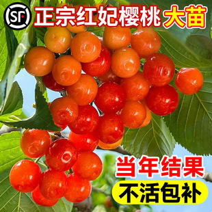 Cherry Tree Large Cherry Seedlings, Northern and Southern Chinese Small Soil Cherry Seedlings, Cherry Red Peach Fruit Seedlings, Potted Garden Planting