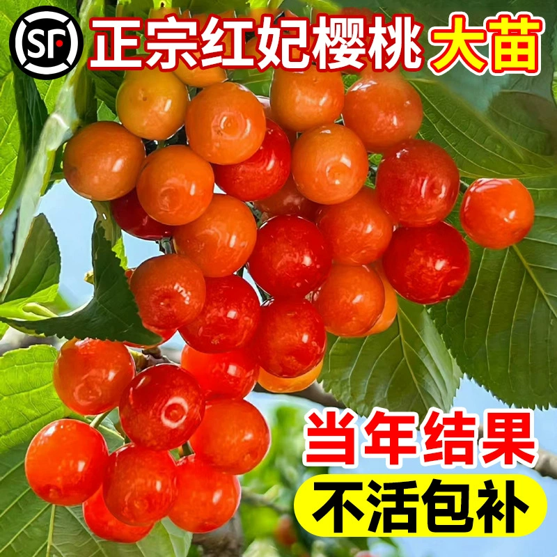 Вишневое дерево, большие саженцы вишни, маленькие почвенные саженцы вишни из северной и южной Китая, саженцы вишнево-красных персиковых плодов, посадка в горшках в саду