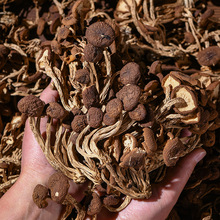 黑帽茶树菇批发云南茶树菇干货源头基地直供散装干蘑菇大货供应
