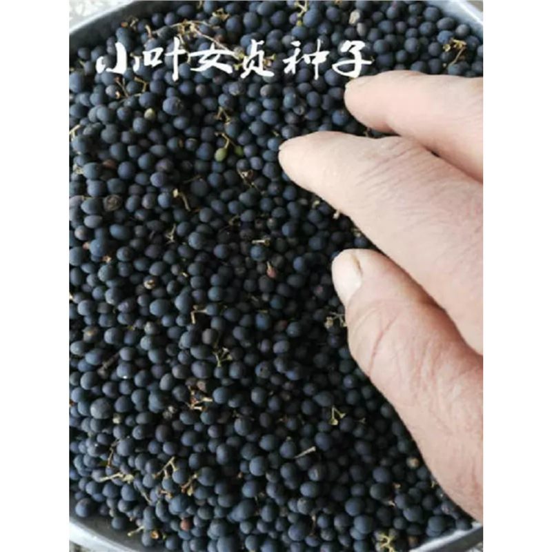 小叶女贞种子盆景树种篱笆栅栏围墙植物冬青黄杨石楠大叶女贞树籽