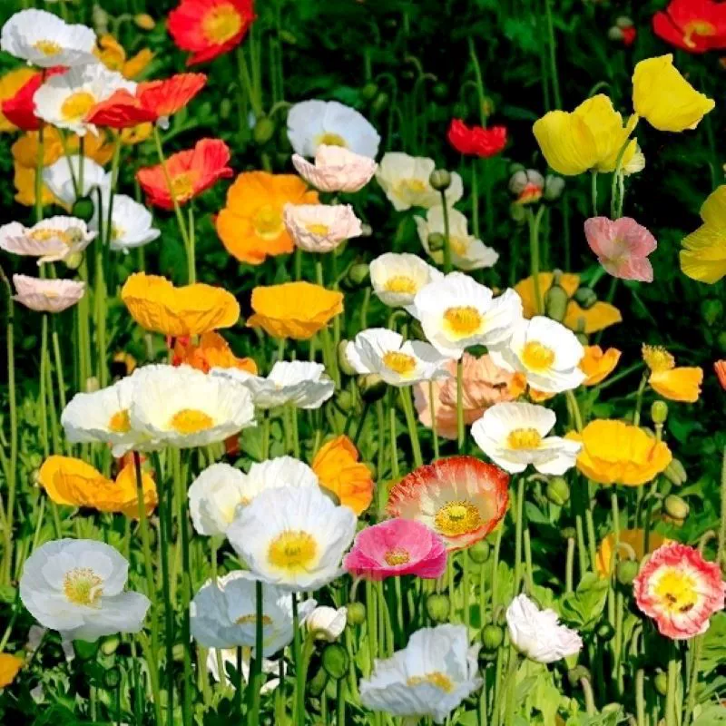 Смешанные семена мака исландского для весеннего и осеннего посева, морозостойкие садовые семена для цветов на открытом воздухе.