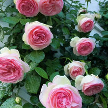 һlNޱ¼ɳʯٱõ廨ļͥԺֲ