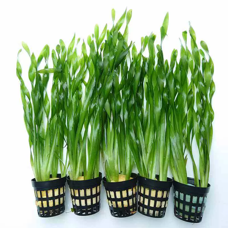 Большая водная Орхидея маленькая водная Орхидея Newland Mini маленькая водная Орхидея настоящая водная трава оптом ручной резервуар оригинальный резервуар ландшафтный дизайн украшение для аквариума