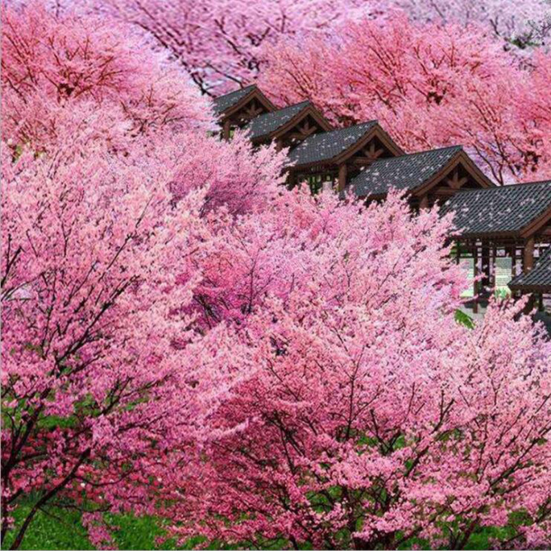 跨境供货日本樱花种子林木花卉种子 易种易活四季观花盆栽 花种子