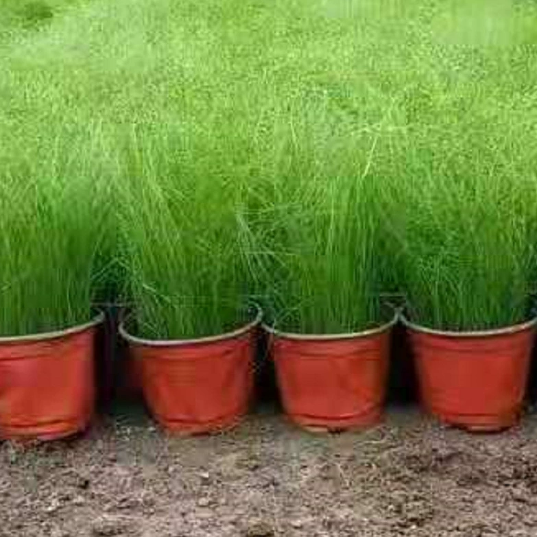 Тонкий стебель Stipa имеет высоту около 15 см. Мексиканская перьевая трава Golden Leaf аира база в изобилии.