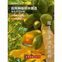 ��ľ�ϷN����Ϙ�N�Ӽt��ľ�ϷN�Ӽt��ţ��ľ���ј����챡Ƥ��֭