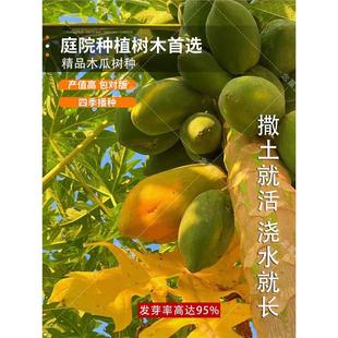 ��ľ�ϷN����Ϙ�N�Ӽt��ľ�ϷN�Ӽt��ţ��ľ���ј����챡Ƥ��֭