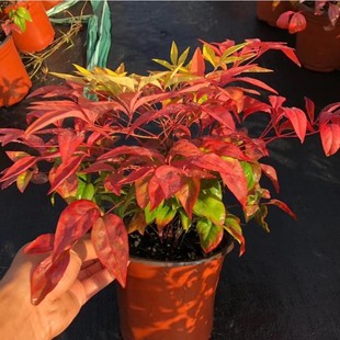 南天竹盆栽红天竺红天竹树苗火焰南天竹庭院观赏点缀植物耐寒花卉-阿里巴巴