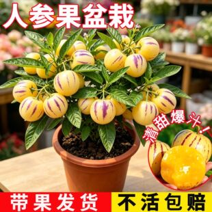 �˅������Ԏ����l؛�̨ͥԺ���B�Gֲ�ļ��Y��ֲ���������˅�����
