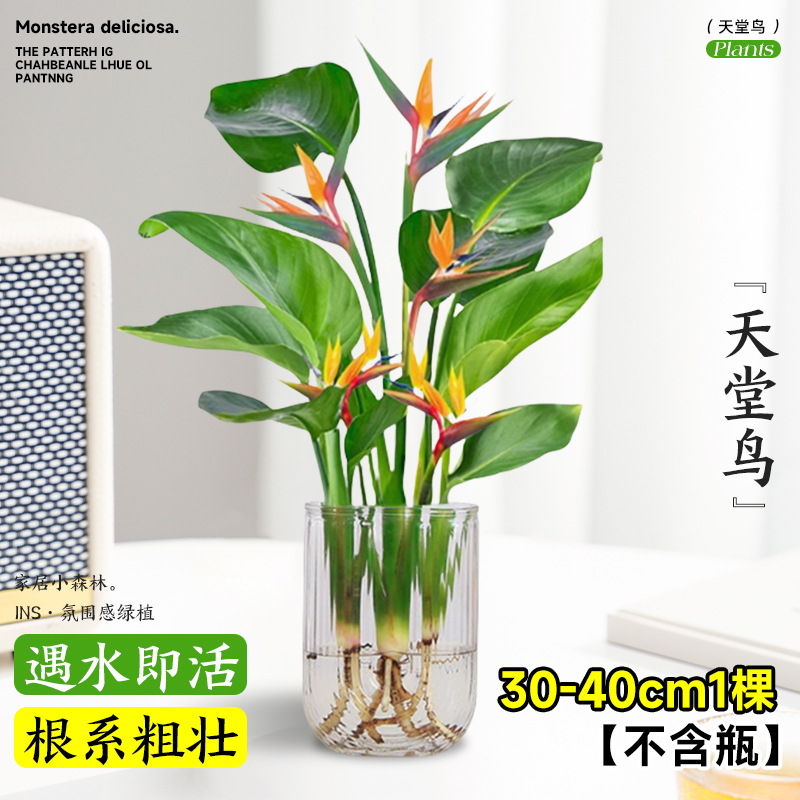 plantas de hidroponía de bambú de tortuga en el interior en cuatro estaciones buenas plantas verdes pequeñas en sala de estar hojas grandes plantas de maceta de pila vieja eliminación de formaldehído