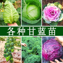 �G���{�N�����ļ���������߲˴��^�˰�����˷N���ݴ�ȫ���Ĳ���