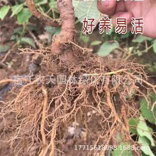 �J���� ������ ĸ���J���� ��������ľ ˮ������ �J���ҹ�����