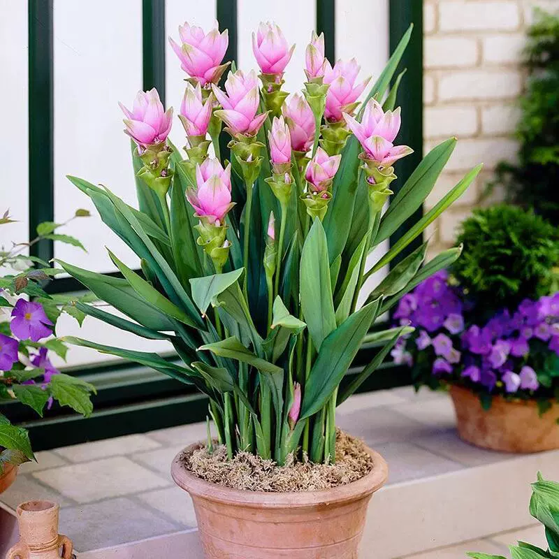 Импортированные луковицы семян имбиря и лотоса термостойкие и солнцезащитные, многолетние комнатные цветочные растения для внутреннего двора, которые легко выращивать и держать в живых.