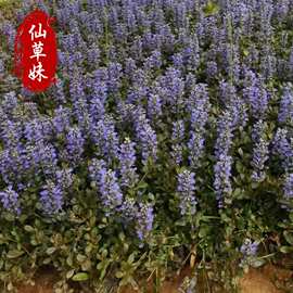 姬十二筋骨草盆栽地栽耐寒高温好养活宿根地被植物适合花园庭院