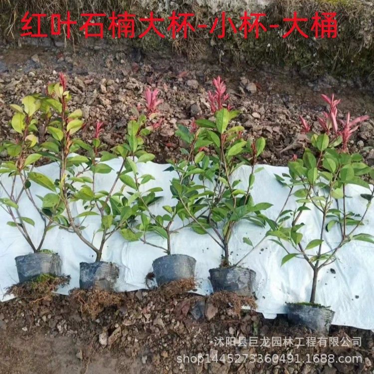 Большая чашка из красного листа остролиста, большой стебель саженца красного листа остролиста, помпон из красного листа остролиста, маленькая чашка из красного листа остролиста высотой 50 см.