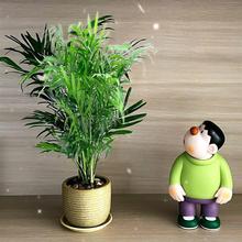 新品袖珍椰子绿植盆栽四季常青富贵椰子桌面水土培除净化空气