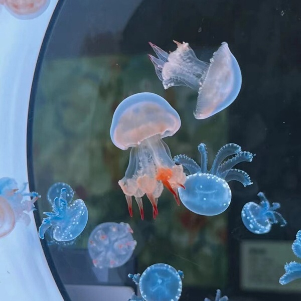 Jellyfish Live Pet Domestic Pet Jellyfish Luminous Desktop Tank Students and Children Easy to Raise Small Pet Animal Gifts