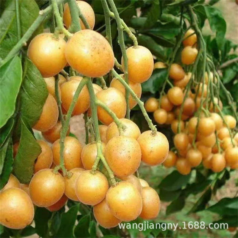 Новый сорт Чистый сладкий без косточек Большие Фруктовые Конфеты Желтая кора Рассада деревьев Двор Южная Посадка Куриное сердце Желтая кора Рассада фруктовых деревьев с почвой