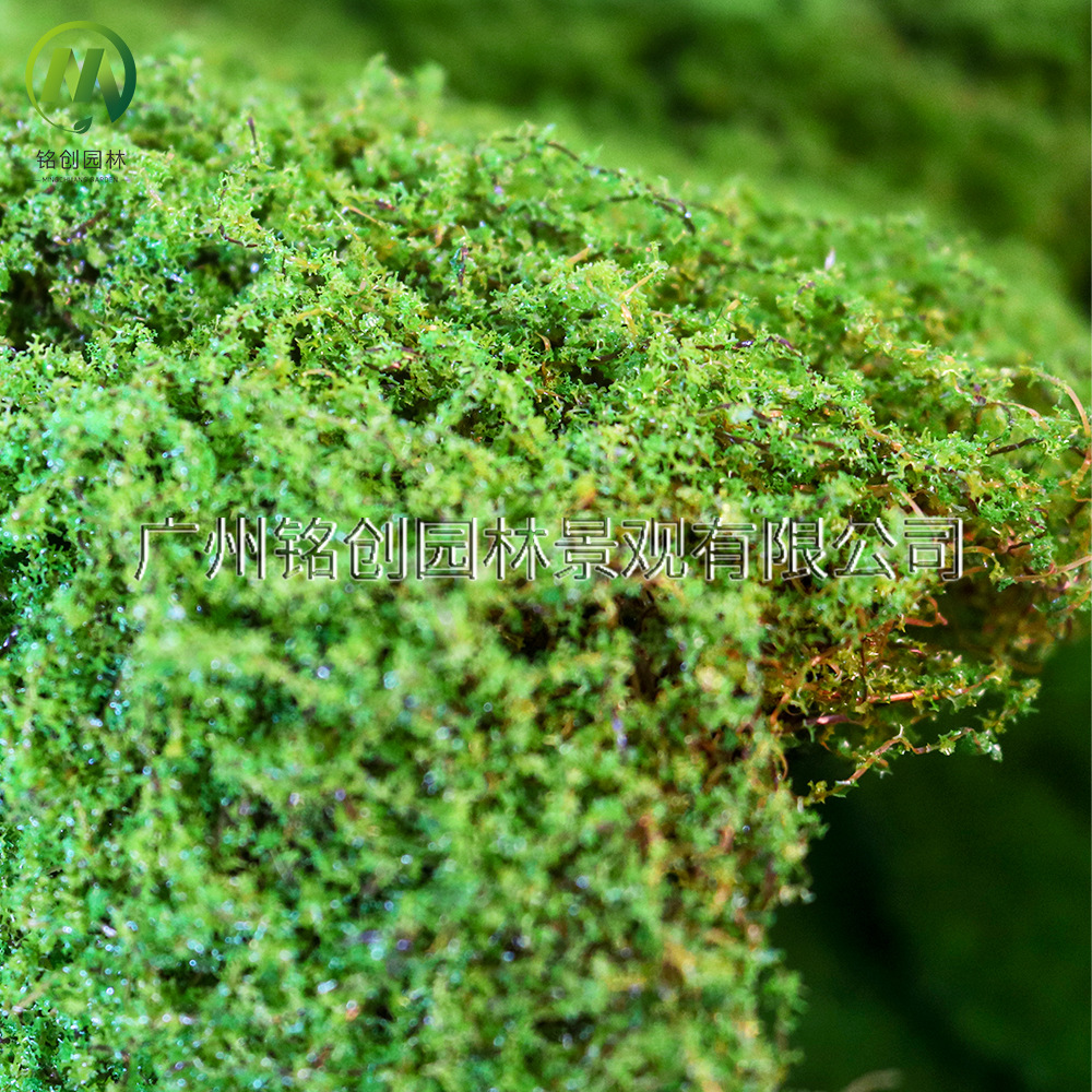 Simulación de decoración de micropaisaje de musgo, césped de musgo falso, musgo filamentoso, plantación verde, simulación de paisajismo, musgo