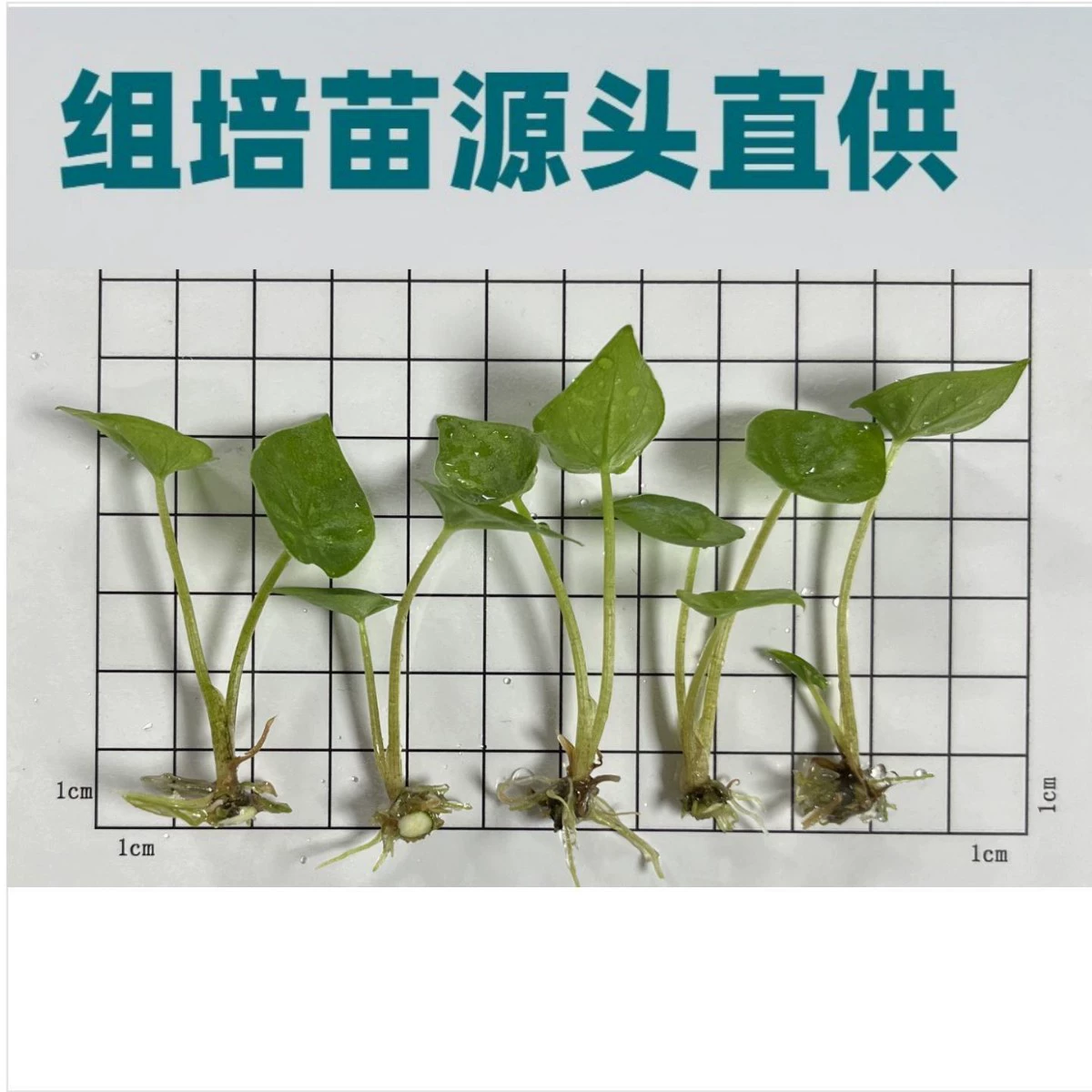 Саженцы таро из тканевых культур (TC), разноцветные, для оптовой продажи на экспорт. Для получения подробной информации свяжитесь с нами.