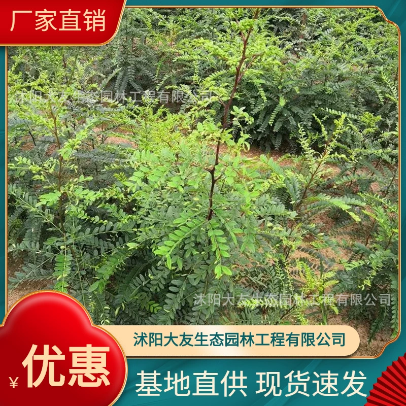 База Оптовая продажа Саженец Gleditsia sinensis Саженец Живописный район Ландшафтный дизайн Дорога Сад Инженерия Озеленение Саженцев