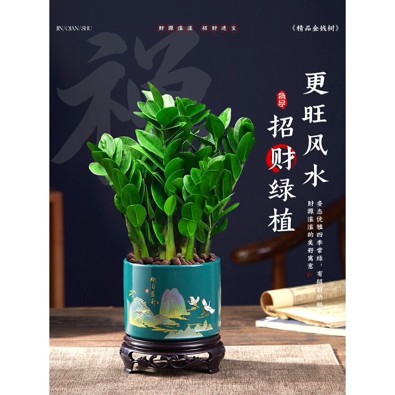 Money Tree Potted Plant for Living Room, Large Round-Leaf Ornament for Attracting Wealth, Indoor Hydroponic Plant for Prosperity Money Tree Potted Plant for Living Room, Large Round-Leaf Ornament for Attracting Wealth, Indoor Hydroponic Plant for Prosperity