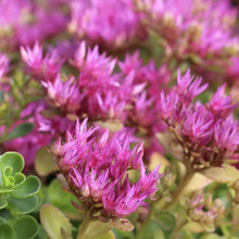 红花八宝景天种子多年生室外阳台庭院多肉耐寒植物地被花卉盆栽