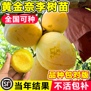 �S�������Ә������������Ե������A������Ʒ�N�ش�̖�ϱ����Nֲ