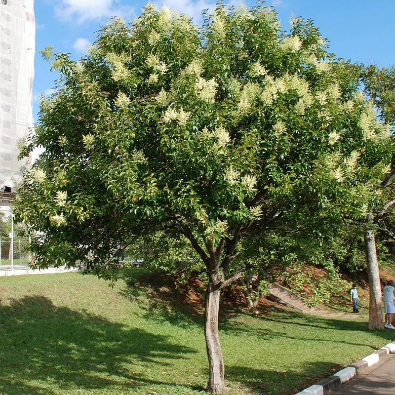 Ligustrum lucidum саженец большое дерево высокий стебель большой лист Привет саженец двор озеленение Юг и Север посадка вечнозеленые