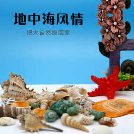 天然海边贝壳海螺混装网袋原料DIY贴墙蜡烛鱼缸配件微景观工艺品