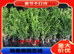 Wholesale Sugar Orange Saplings Planted in the North and South, Seedless Sugar Orange Grafted Orange Potted Plants, Planted in the Ground and Bear Fruit in the Same Year