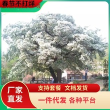 一件代发流苏树苗别墅庭院风景大树观赏白色流苏花园林绿化工程苗